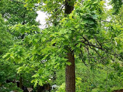 будинок за адресою Ірпінь, Полтавська вул., 31к