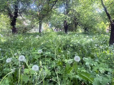 участок по адресу ДРАЧА