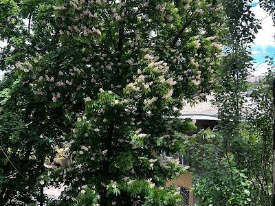 квартира за адресою Одеса, Старопортофранківська вул., 105