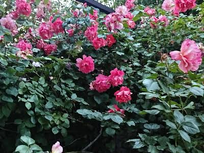 дом по адресу Евпаторийская ул.