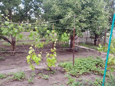 будинок за адресою Підгородне, Антона Вусика