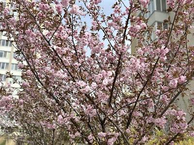 квартира по адресу Богдана Хмельницького, 11