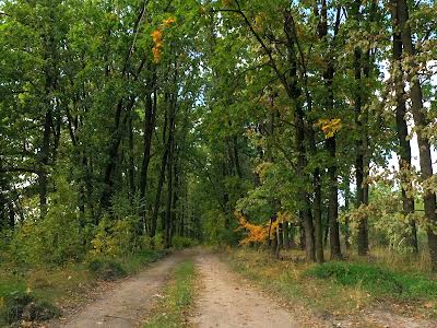 ділянка за адресою Лісова