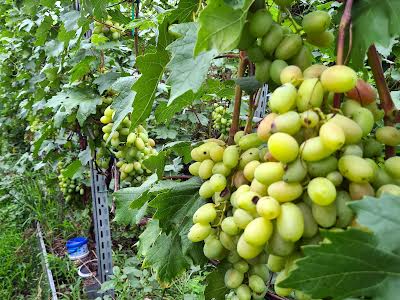 будинок за адресою с. Петропавлівська борщагівка, Чкалова, 109