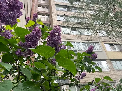 квартира по адресу Митрополита Андрея Шептицкого ул. (Анатолія Луначарського), 3-Б