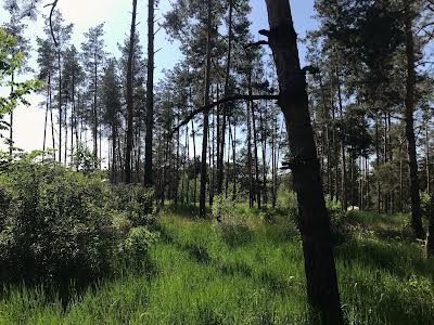 участок по адресу с. Лебедевка, Петра Сагайдачного, 50