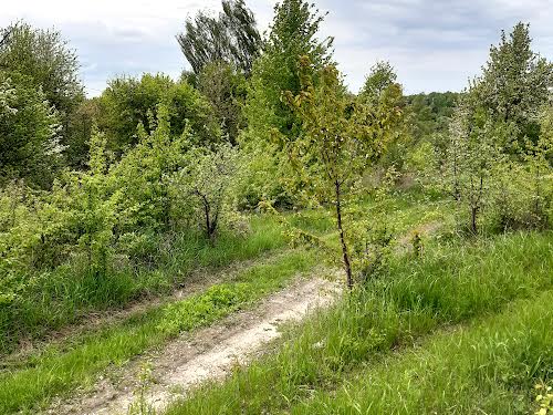 ділянка за адресою с. Іванковичі, Чубаря