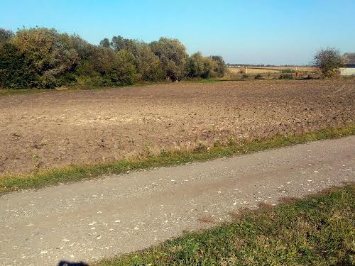 ділянка за адресою с. Озерна, Нове Село