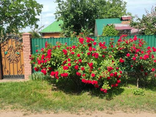 дом по адресу с. Бельмачовка, Шевченка, 1