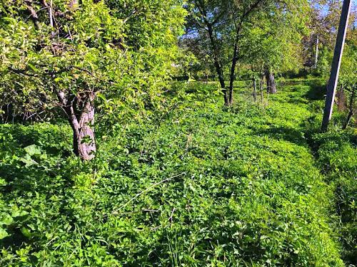 ділянка за адресою с. Дмитровичі, 