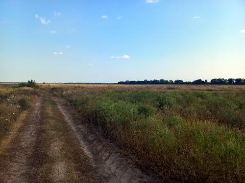 ділянка за адресою Бориспіль, Село Щасливе