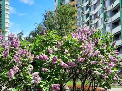 квартира за адресою Вишгородська вул., 45Б/1