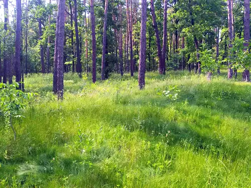 ділянка за адресою Лісова