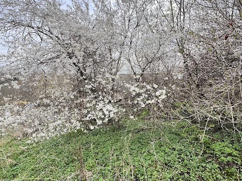 участок по адресу Зелена