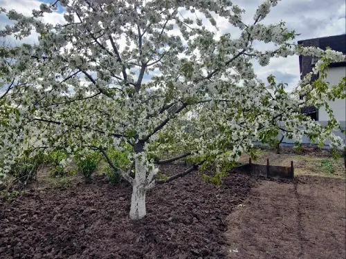 будинок за адресою Шевченка, 123