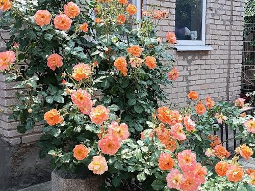 дом по адресу Вахтенная ул.