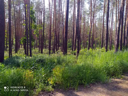 ділянка за адресою Лісова
