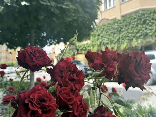 квартира по адресу Академика Амосова ул., 63