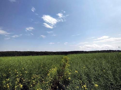 ділянка за адресою с. Солонка, алгоритмічна